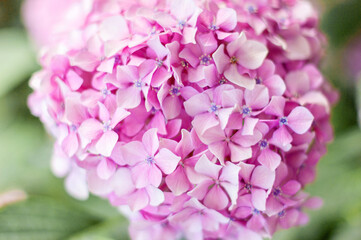 Hydrangea flower, Hydrangea macrophylla, or Hortensia flower with green stem and foliage blooming in spring and summer in garden