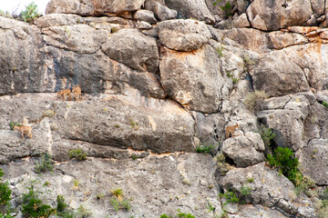 mountain goats on rock