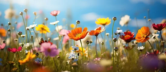 Zelfklevend Fotobehang Weide Colorful cosmos flowers in the meadow with blue sky background.