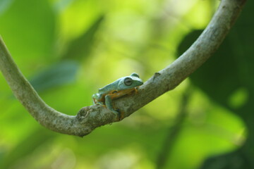 frogs, cute frogs, cute frogs on wooden tree branches
