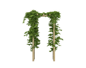 Fototapeta premium tree isolated on white