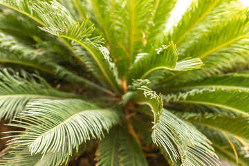 Sun over green palm leaves