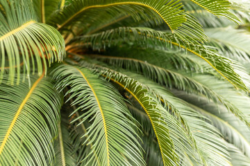 Sun over green palm leaves