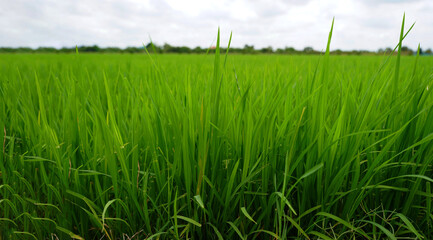 Paddy rice field before harvest with sunrise background in countryside of Thailand