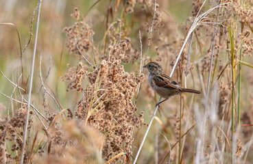 Swamp Sparrow in the high grass