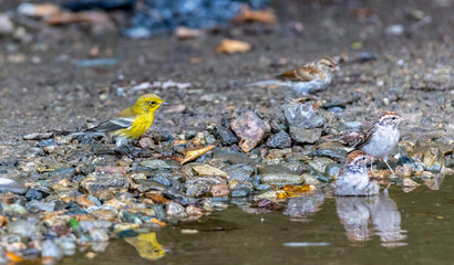 Pine Warbler at a puddle