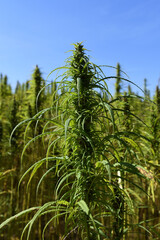 Landwirtschaft, Feld mit Nutzhanfpflanzen