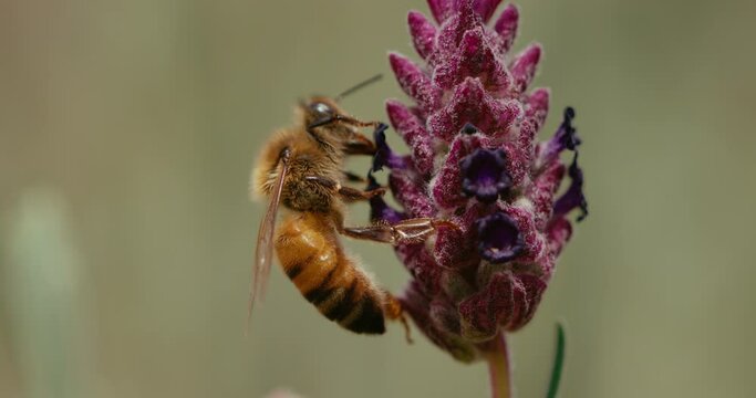 Slow motion macro view of honey bee feeding on lavender flower at 1000 fps
