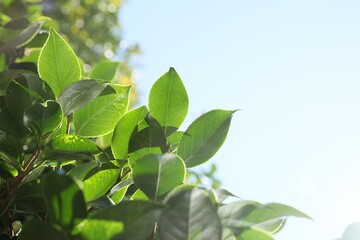 Beautiful green bush growing outdoors on sunny day, closeup. Space for text