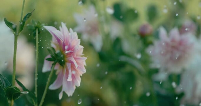 Raindrops falling on beautiful dahlia flowers in super slow motion, 1000 fps