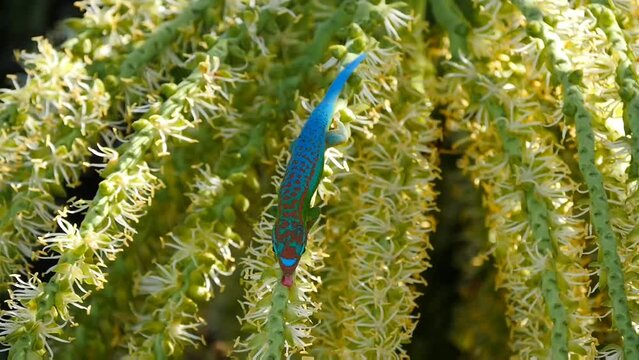 Ornate day Gecko licking drupe of palm tree