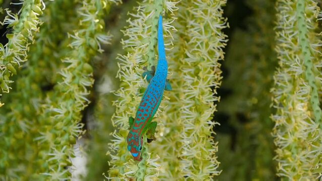 Ornate day Gecko of vibrant turquoise blue color eating from drupe of palm tree