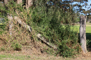 overgrown fence in rural landscape with field