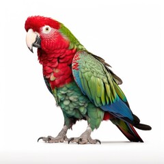 Obraz premium Thick-billed parrot bird isolated on white background.
