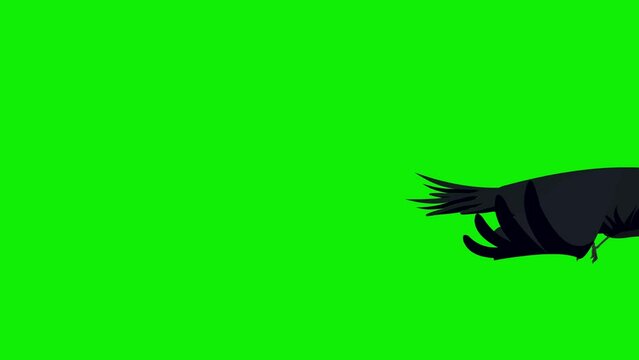 2d cartoon crow bird flying frame by frame animation 4k screen green 4k