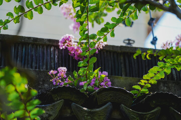Purple myrtle flowers in Chinese gardens in summer