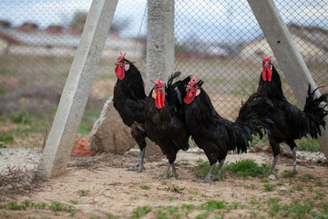 Free-range black roosters are grazing in the fence. Four black cock with blurry backgrounds.