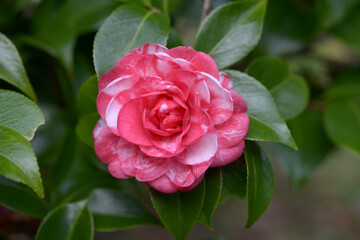 菊冬至　ツバキ