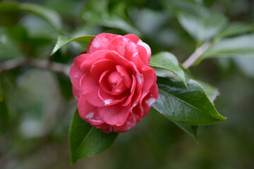 菊冬至　ツバキ