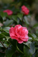 菊冬至　ツバキ