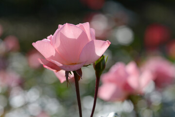 シャルダン・ドゥ・フランス　バラの花