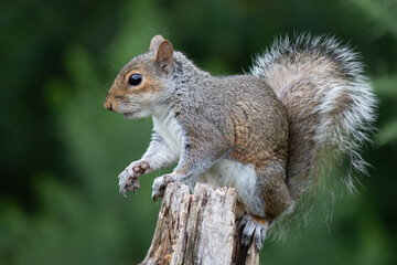 a profile portrait of a grey squirrel as it perches on an old tree stump. It shows its bushy tail...