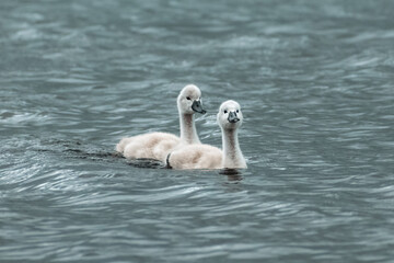 2 bébés cygne sur l'eau