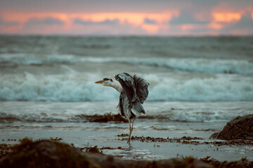 héron au bord de la plage lors d'un coucher de soleil