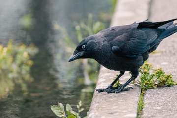 Corbeau au bord du lac