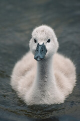 Bébé cygne curieux sur l'eau