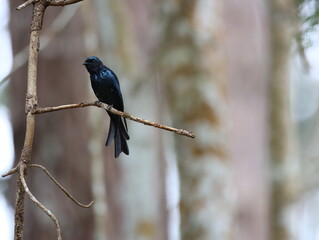 Bronze Drongo bird (Dicrurus aeneus) perching on tree branch