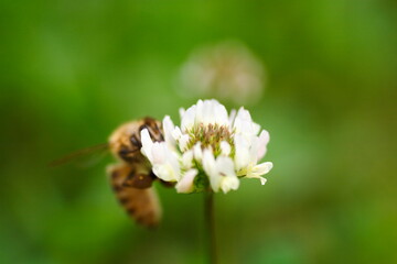 クローバーの花にミツバチが蜂蜜を集め風景