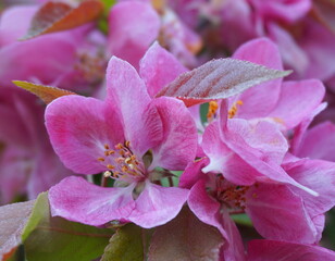 Malus Royalty Crabapple tree with flowers in the morning sun close up.  Apple blossom. Spring background.