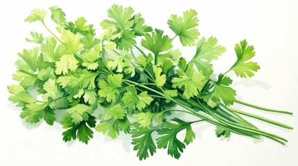 a thriving coriander plant, with delicate foliage and seeds that are essential in a wide range of global cuisines
