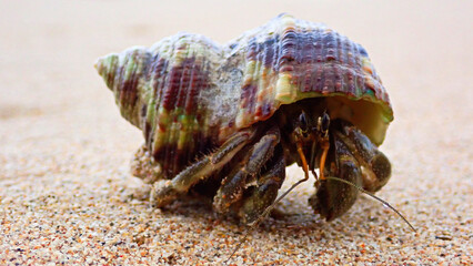 Macro and close up photo of a Hermit crab on the beach