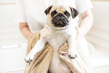 pug in the bathroom, pug being dried with a towel, washing paws after a walk, caring for pets