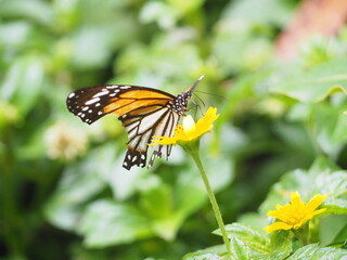 butterfly on flower
