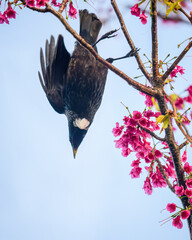 Tui bird flying away from the pink blossoms. Vertical format.
