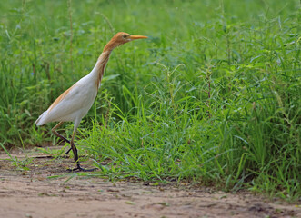 Cattle egret