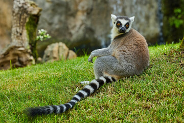 Ring-tailed lemur (Lemur catta) sitting on the grass