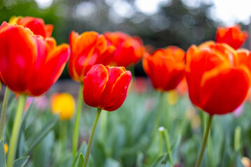 tulip flowers blooming in a tulip field, against the background of blurry tulip flowers in the garden.