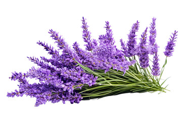 Lavender with Transparent Background.