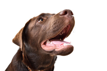 Portrait of a Labrador dog, closeup, looking up, isolated on a white background