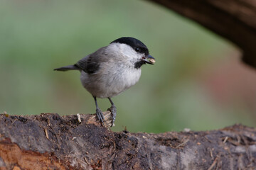 Marsh Tit (Poecile palustris) resting on a branch