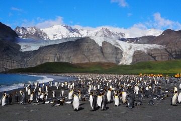 Obraz premium king penguin colony