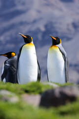 king penguin colony