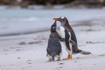 penguin on the beach, gentoo chick