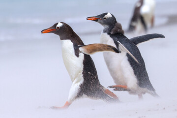 Gentoo penguins in falklands iceland