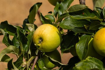 unripe apples on the branch of a tree in the town in the province of Salamanca called Abusejo