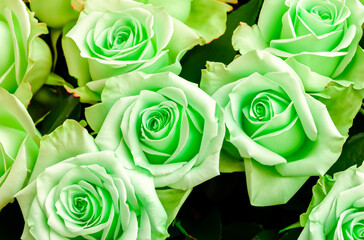 light green roses with dark background